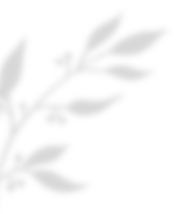 shadow_leaves_02 https://wayfarerevents.co.ke/wp-content/uploads/2020/11/shadow_leaves_02.png